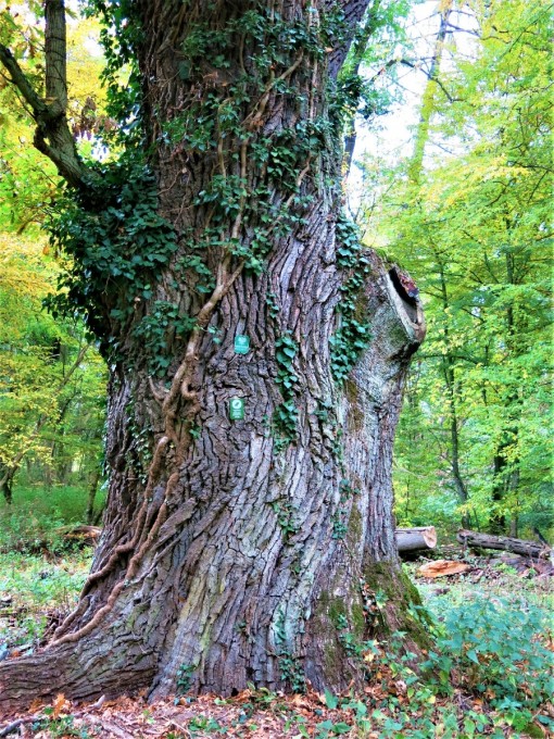 KONKURS-Wojciech-Wronkowski